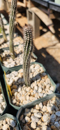 Echinocereus schmollii