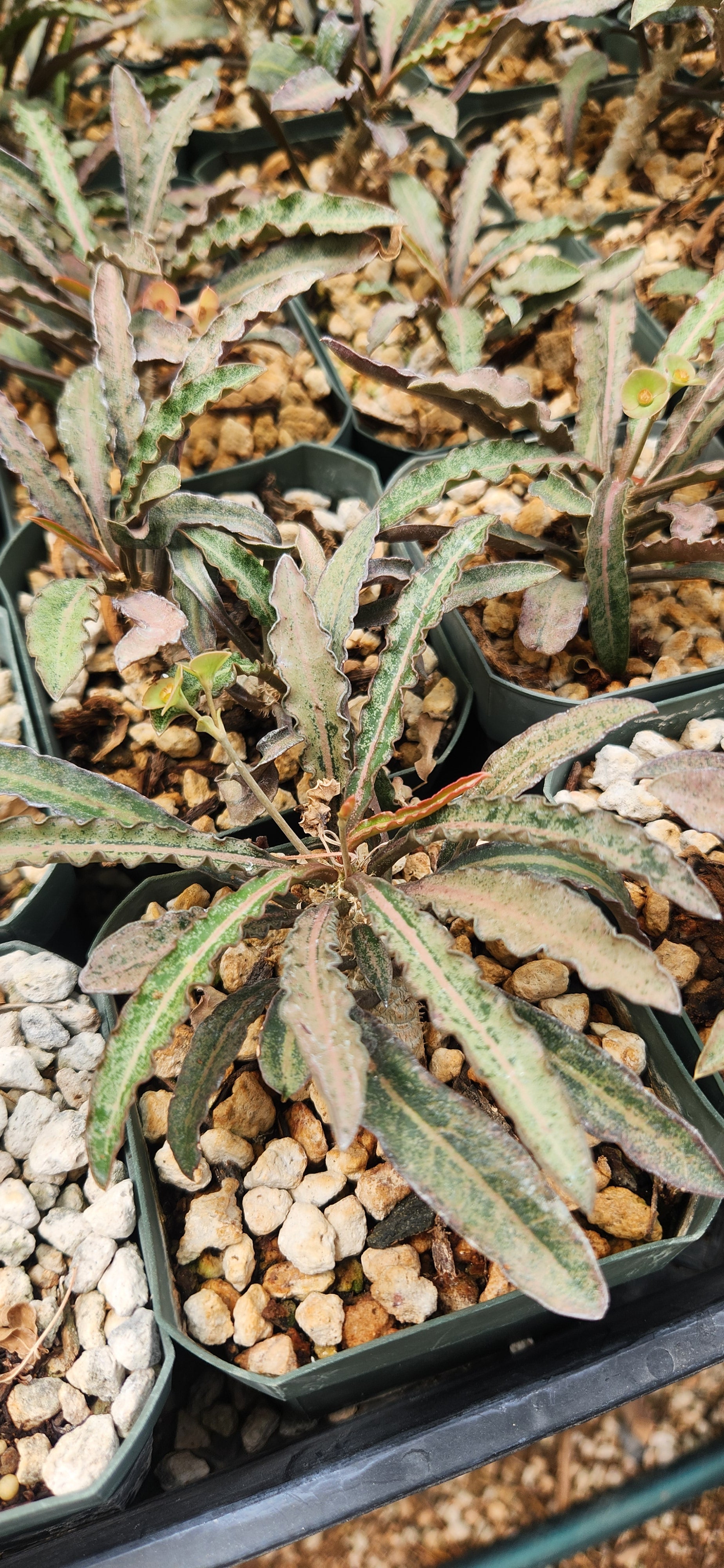 Euphorbia francoisii