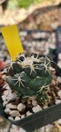 Coryphantha andreae