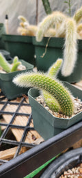 Cleistocactus colademono
