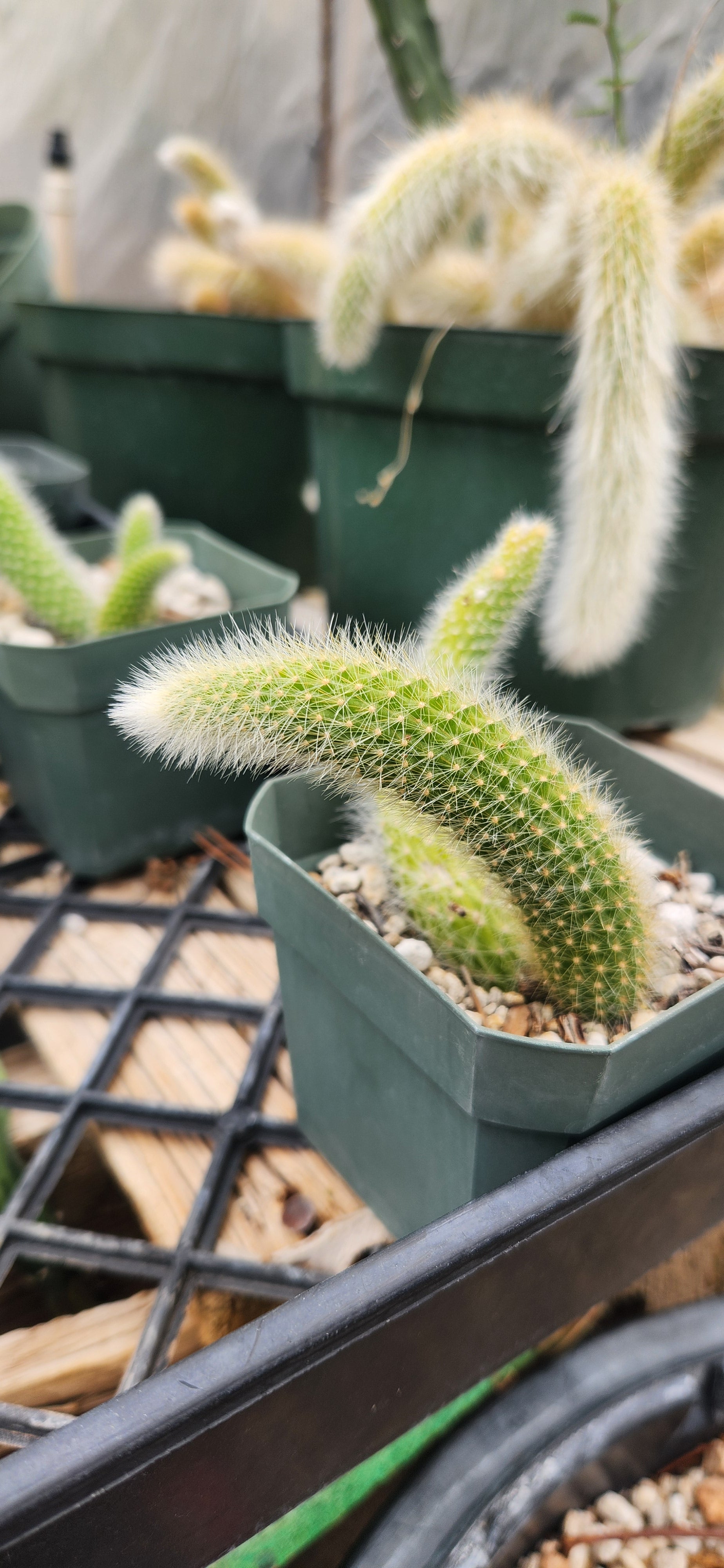 Cleistocactus colademono