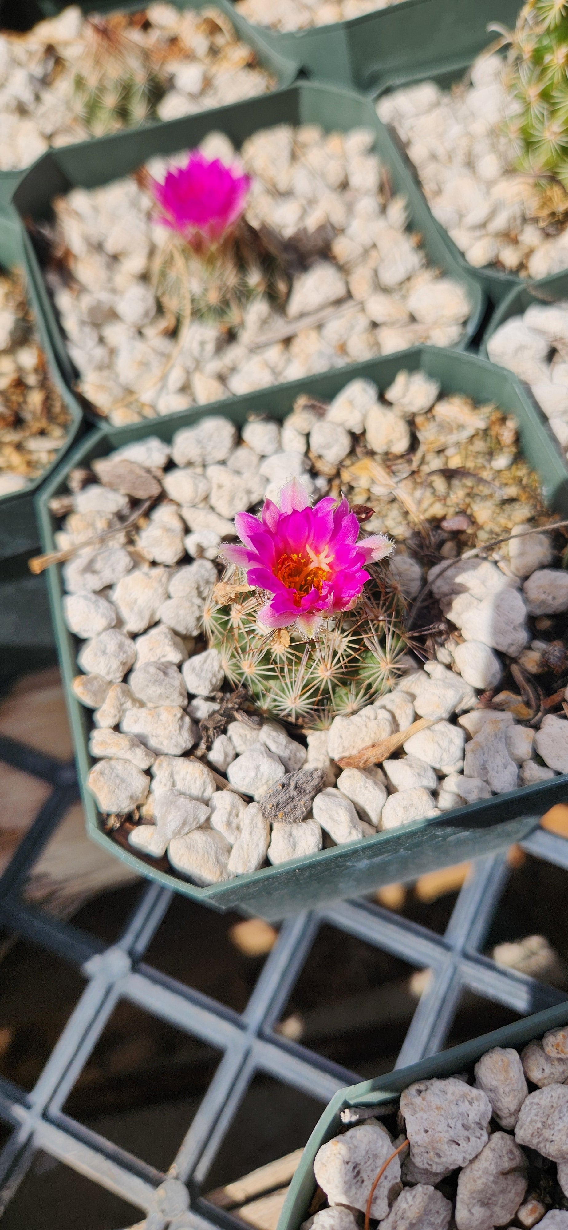 Escobaria hesteri