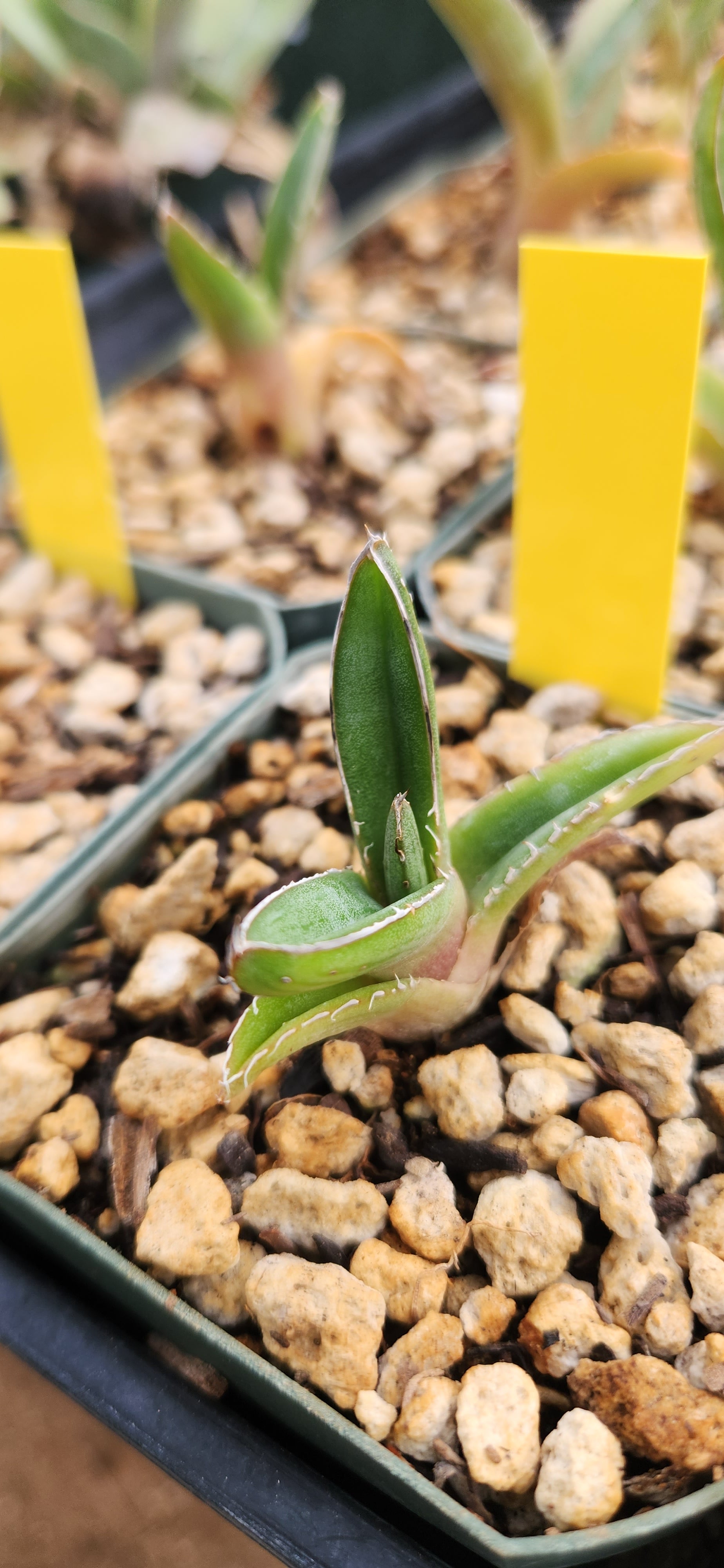 Agave pintilla