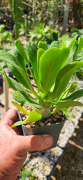 Euphorbia poissonii