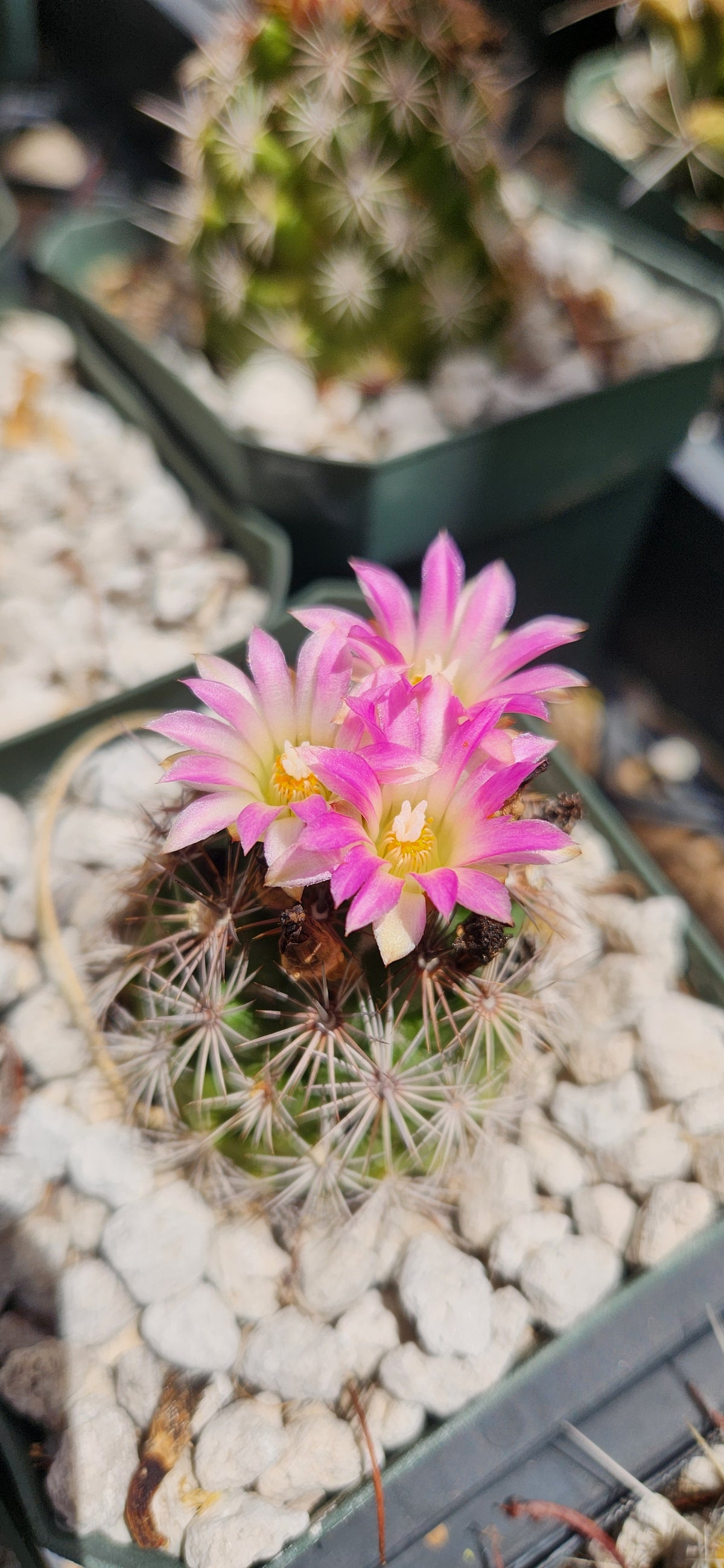 Coryphantha pusiliflora