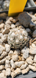 Escobaria robbinsorum