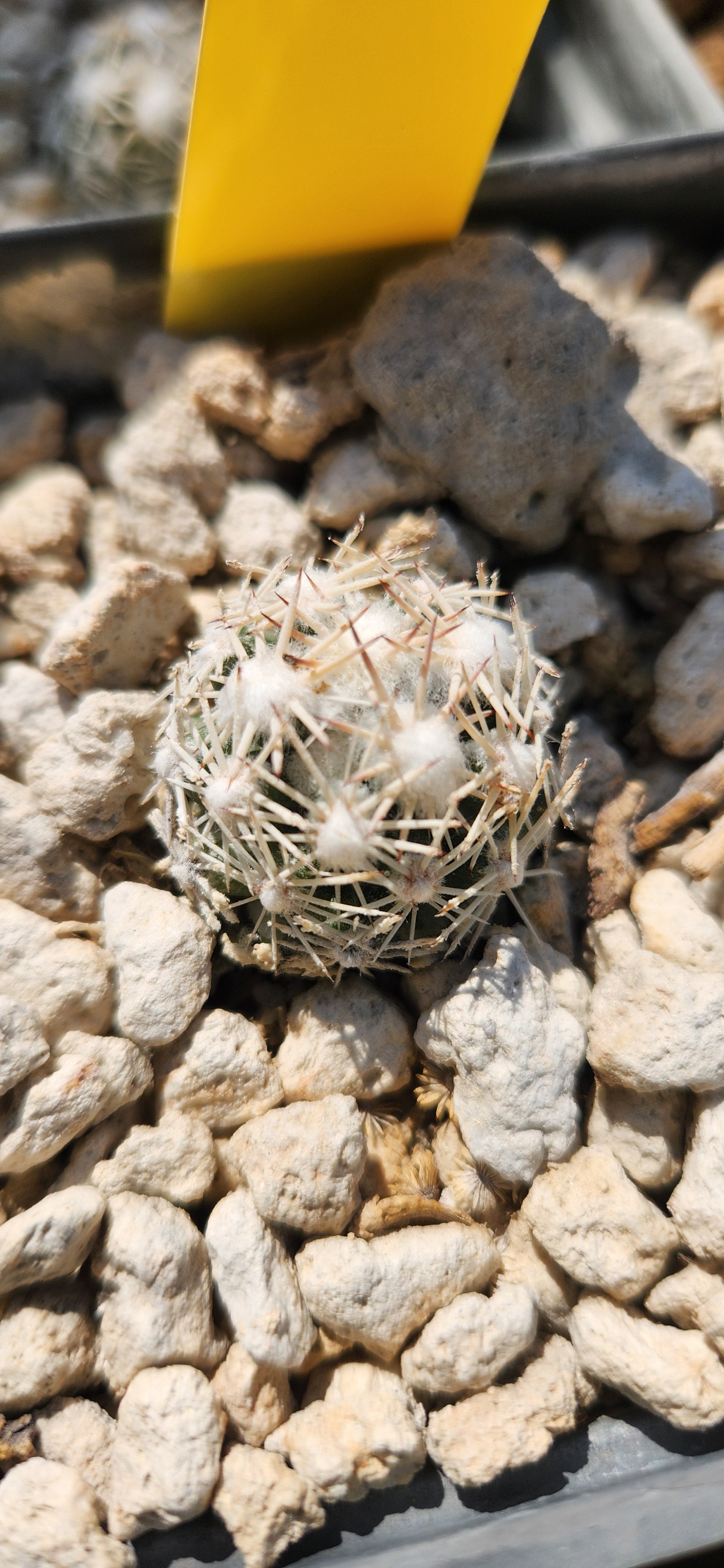 Escobaria robbinsorum