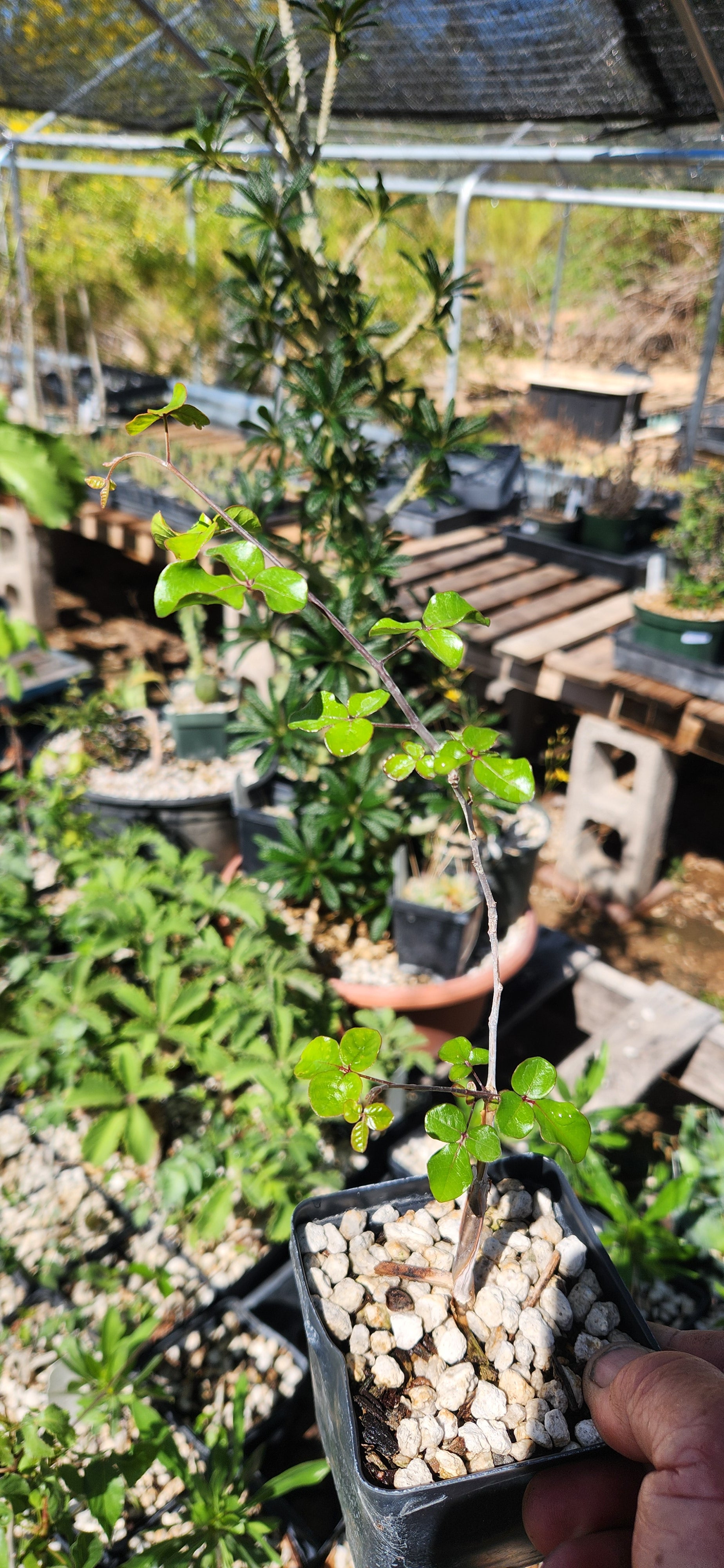 Commiphora orbicularis