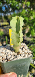 Caralluma acutangula