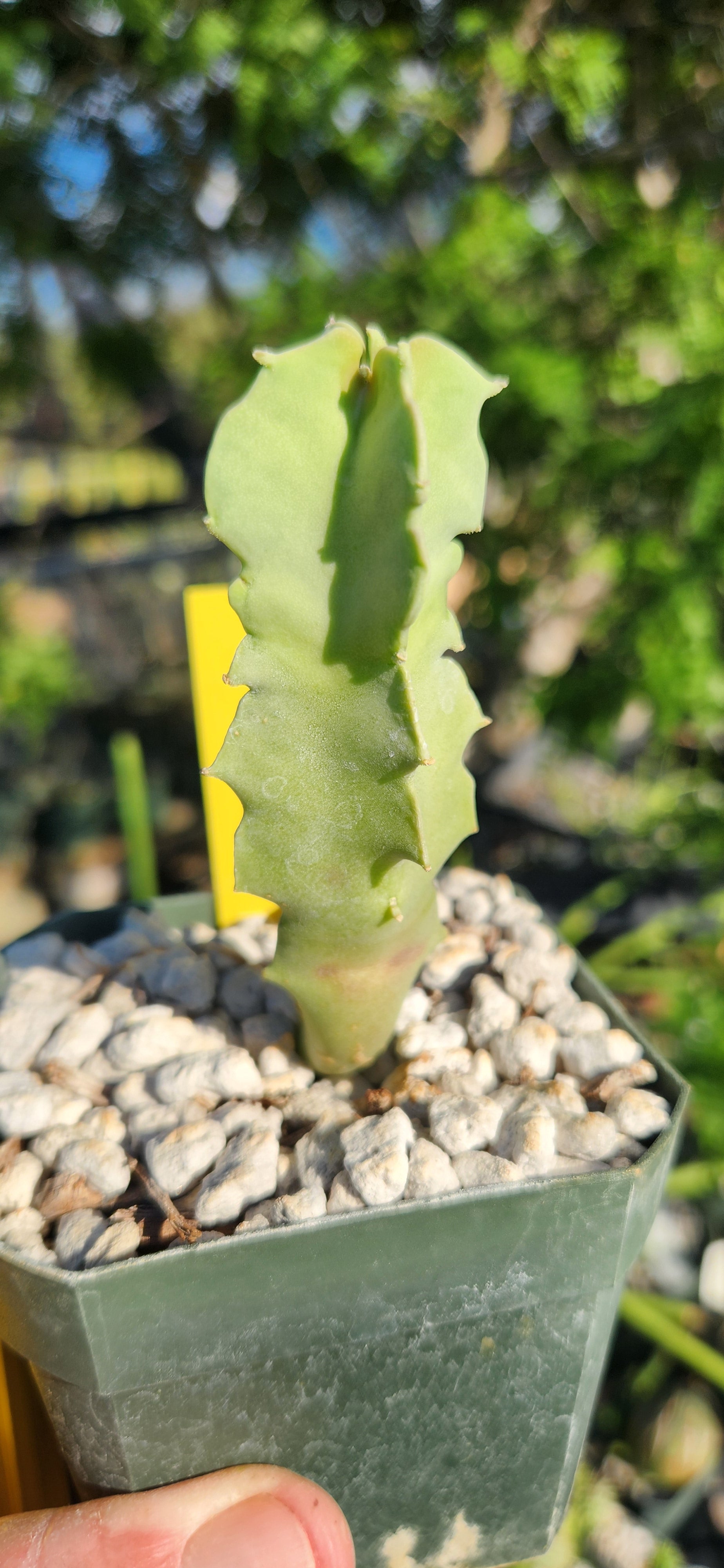 Caralluma acutangula