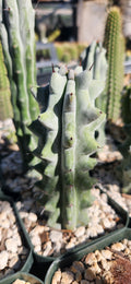 Stenocereus beneckii inermis