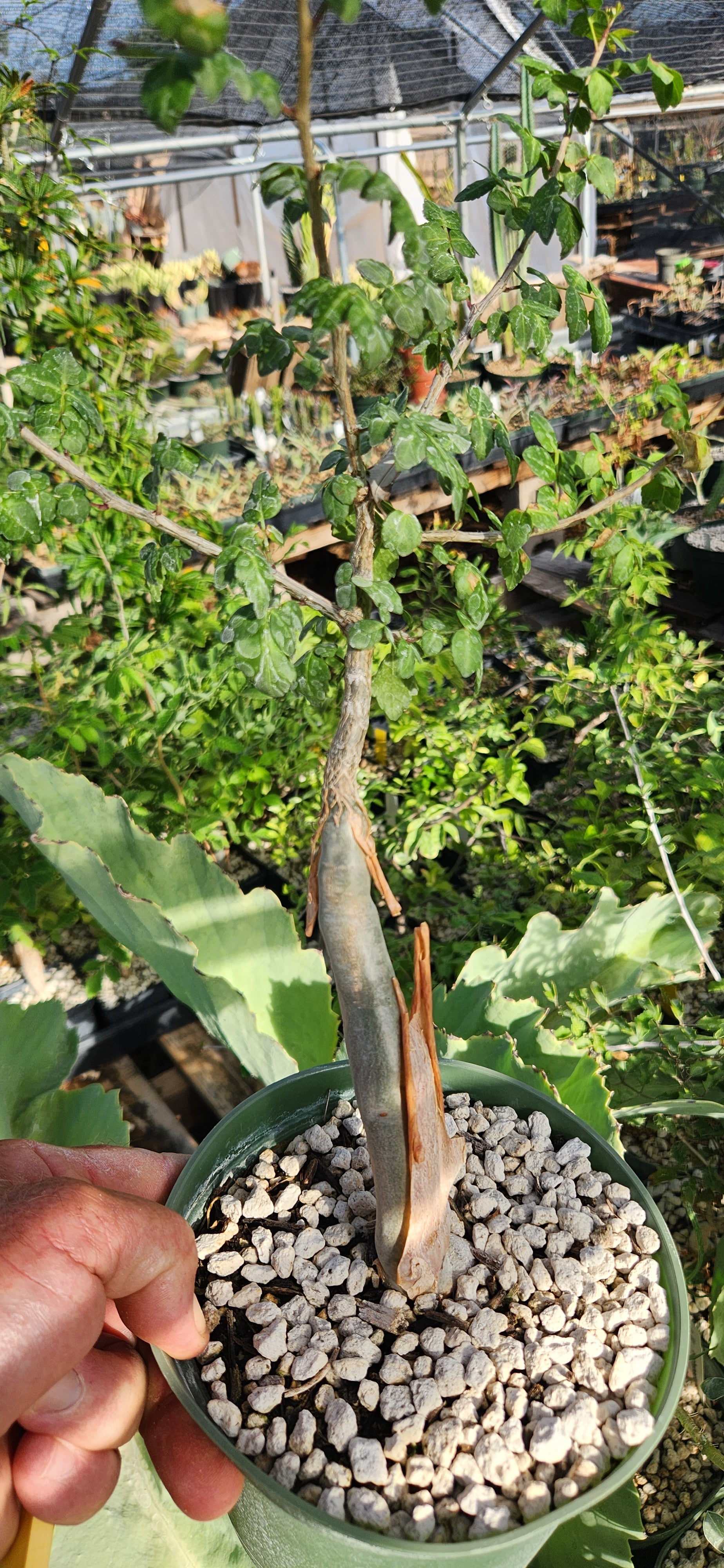 Bursera fagaroides