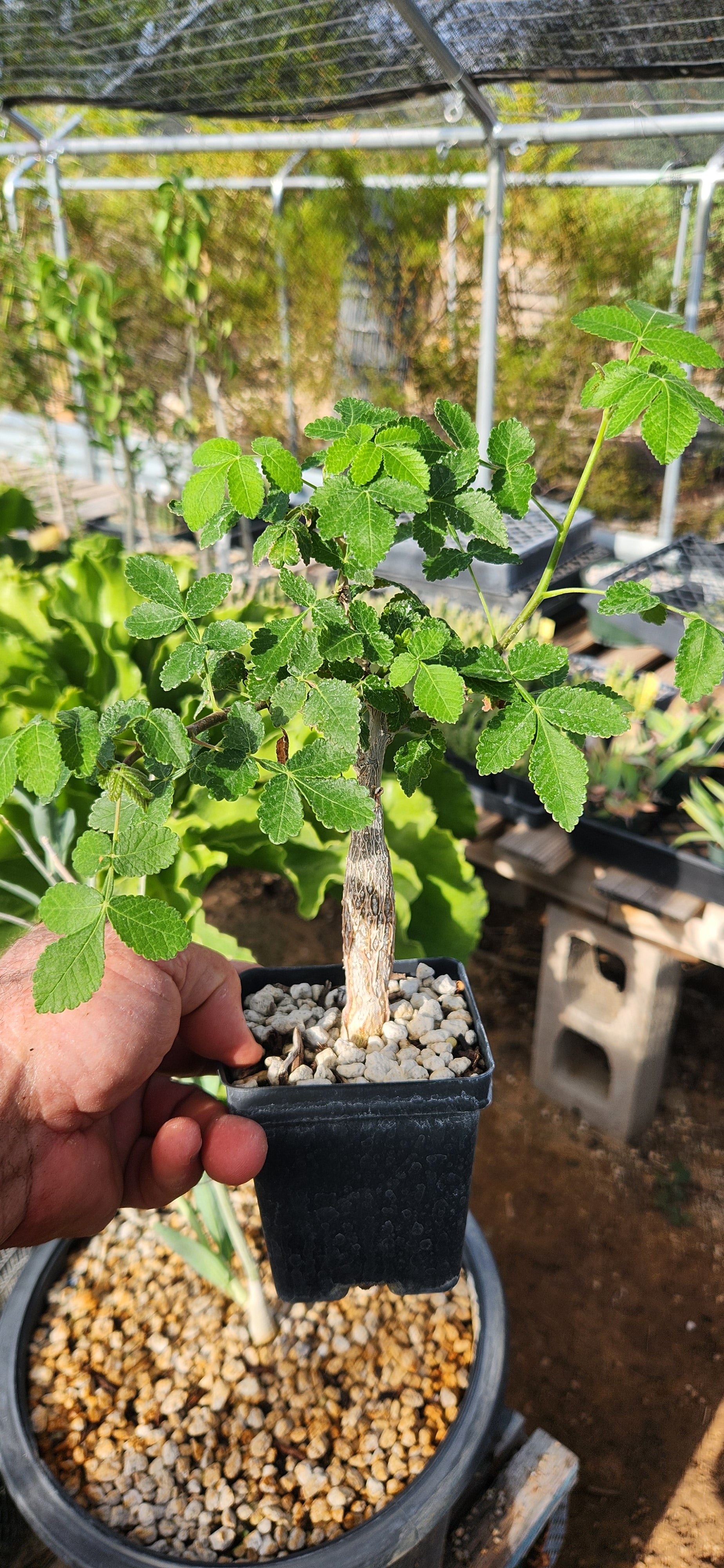 Bursera glabrifolia