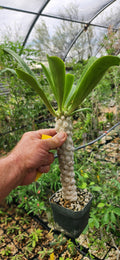 Euphorbia poissonii