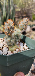 Tephrocactus molinensis
