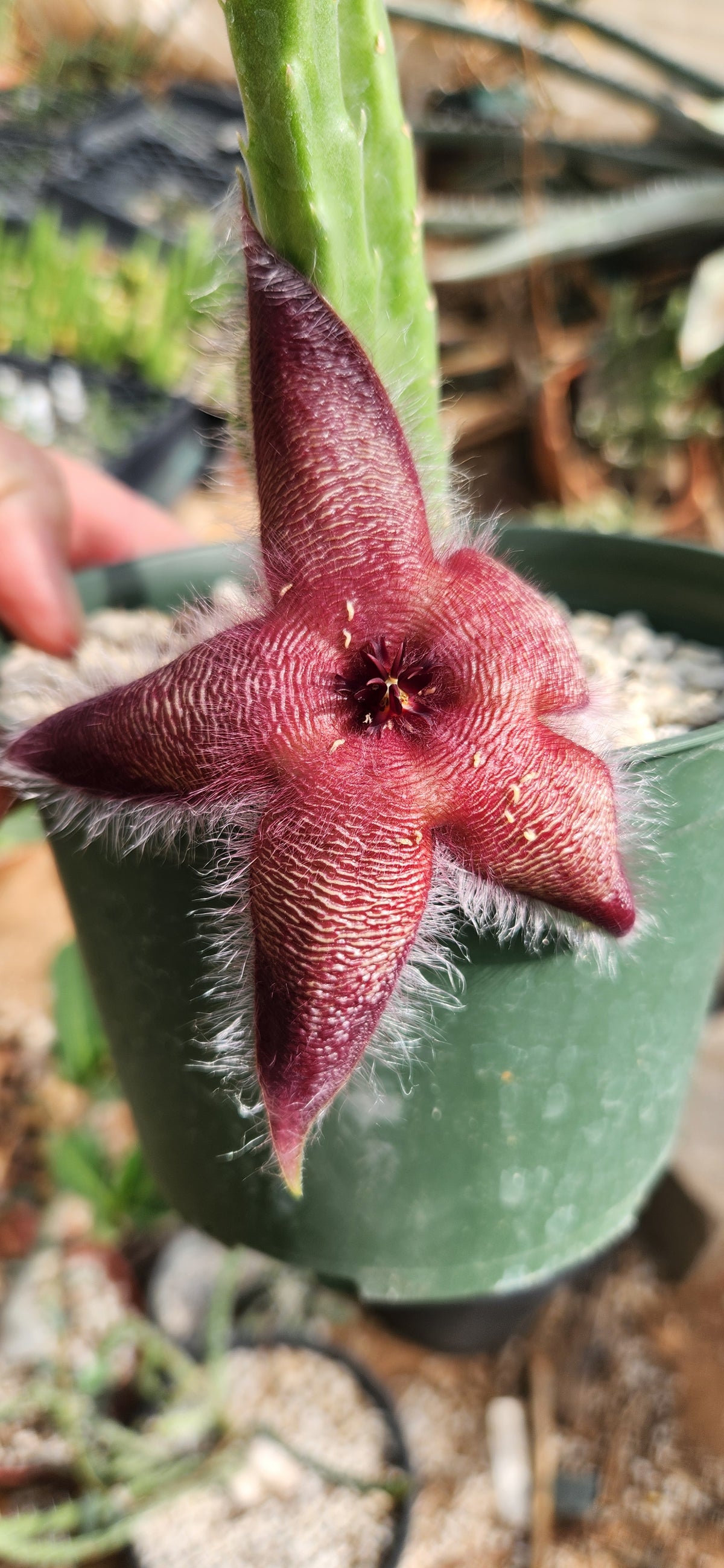 Stapelia asterias