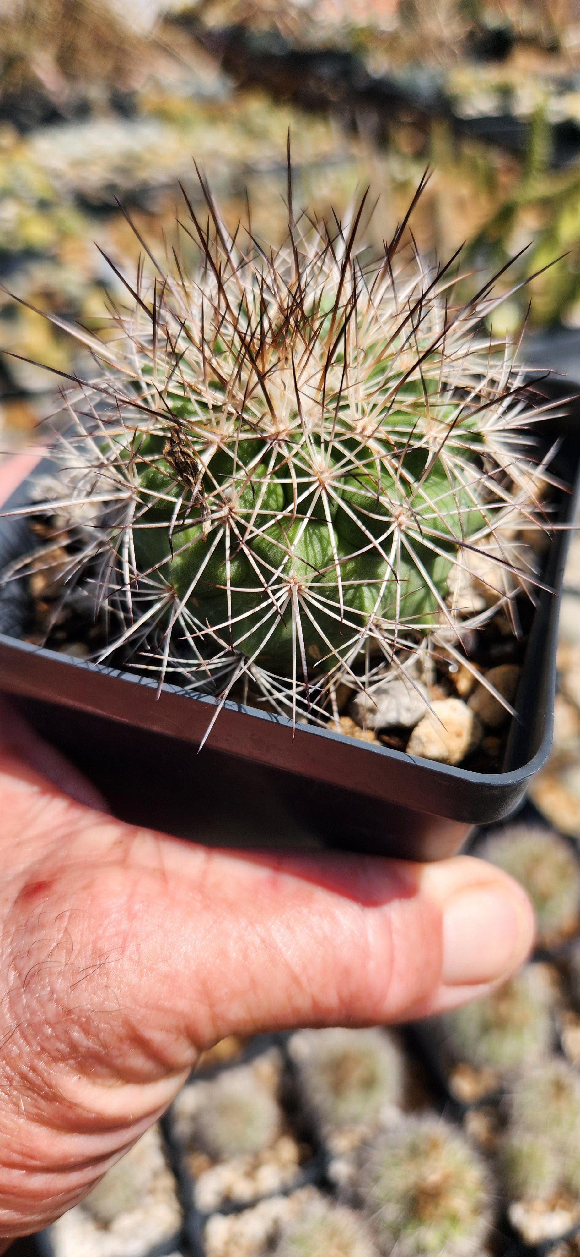 Turbinicarpus horripilus