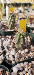 Echinocereus mapimiensis