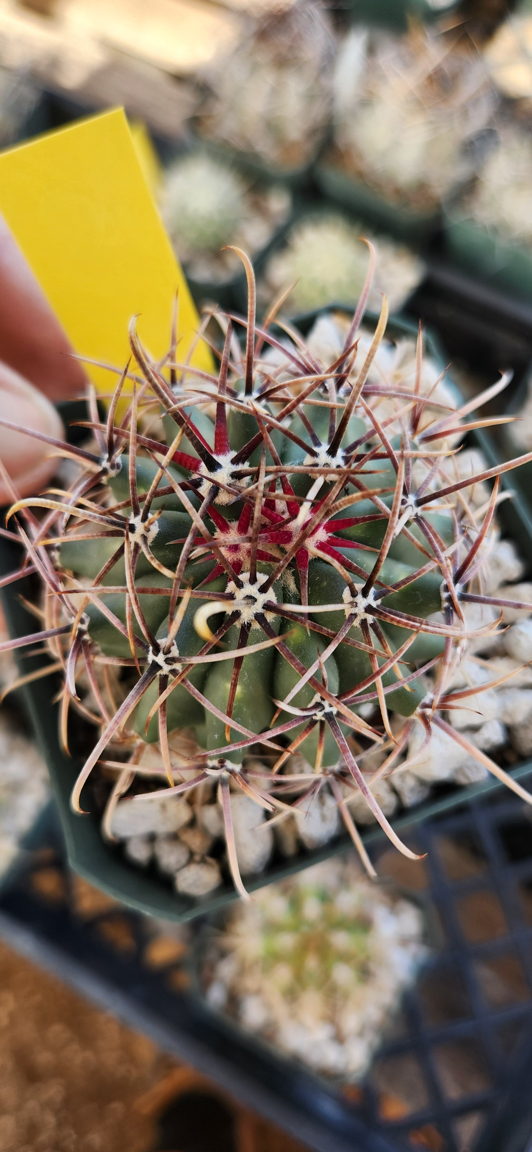 Ferocactus ajoensis