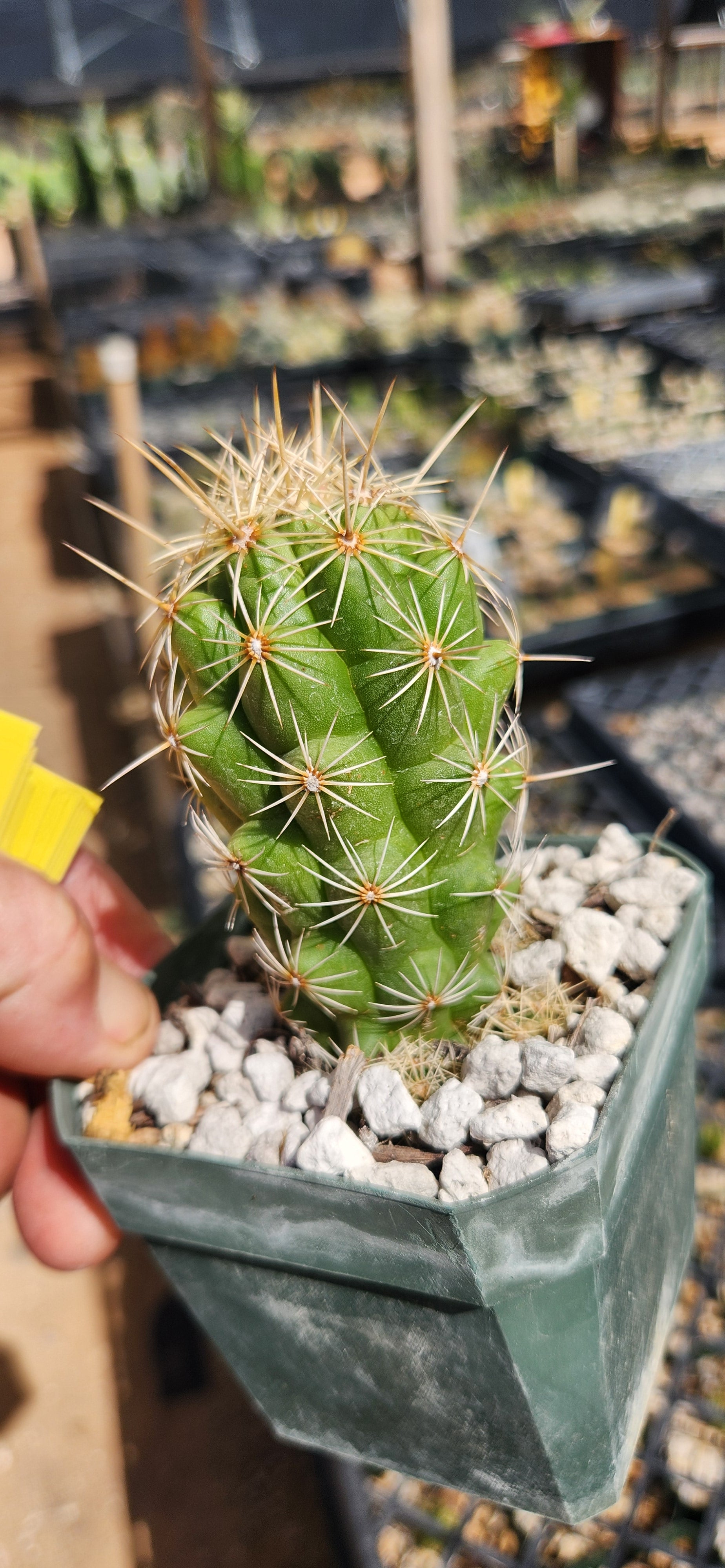 Thelocactus leucacanthus schmollii