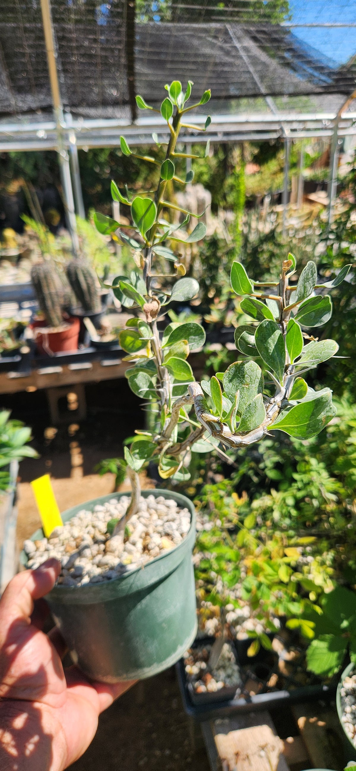 Fouquieria shrevei