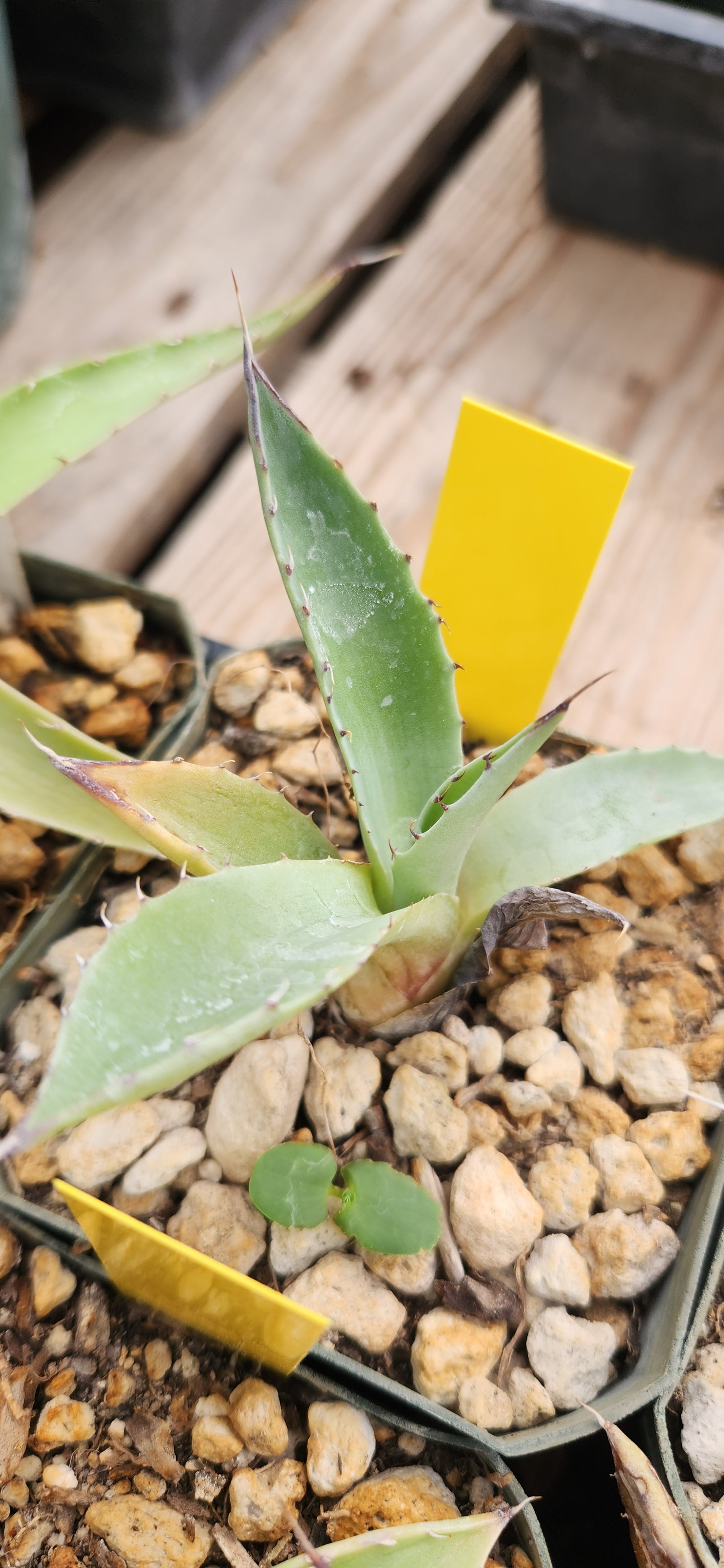 Agave parrasana