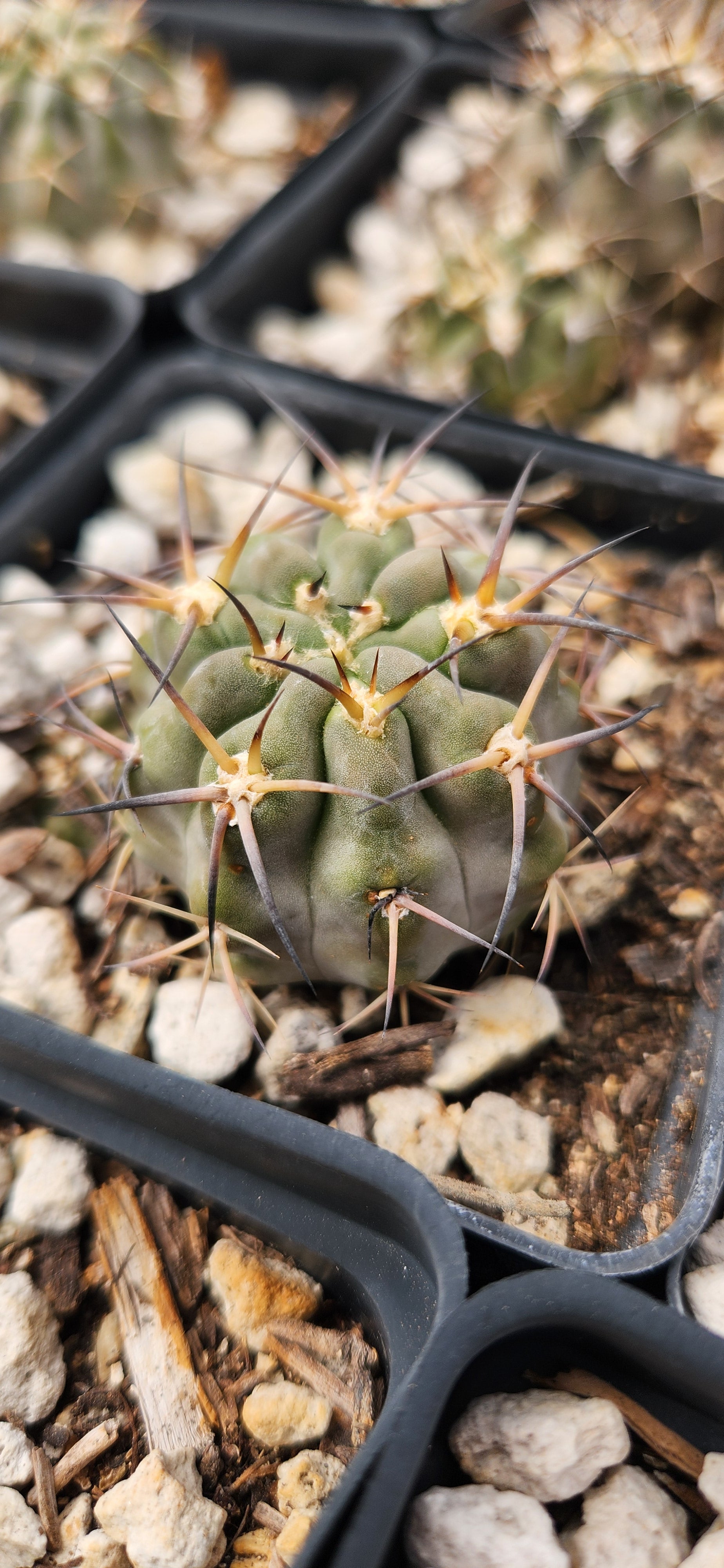 Acanthocalycium glaucum