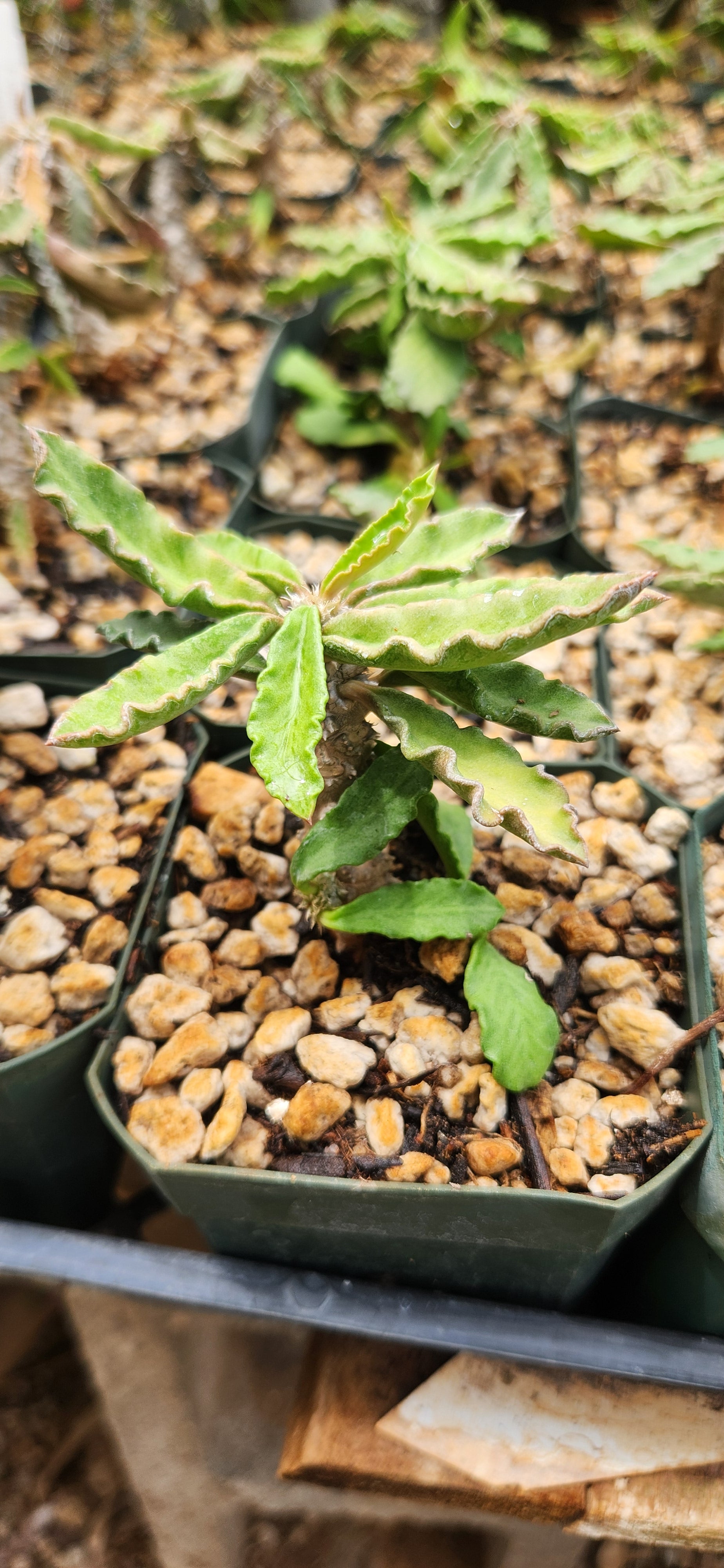 Euphorbia decaryi decaryi