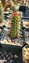 Stenocereus littoralis
