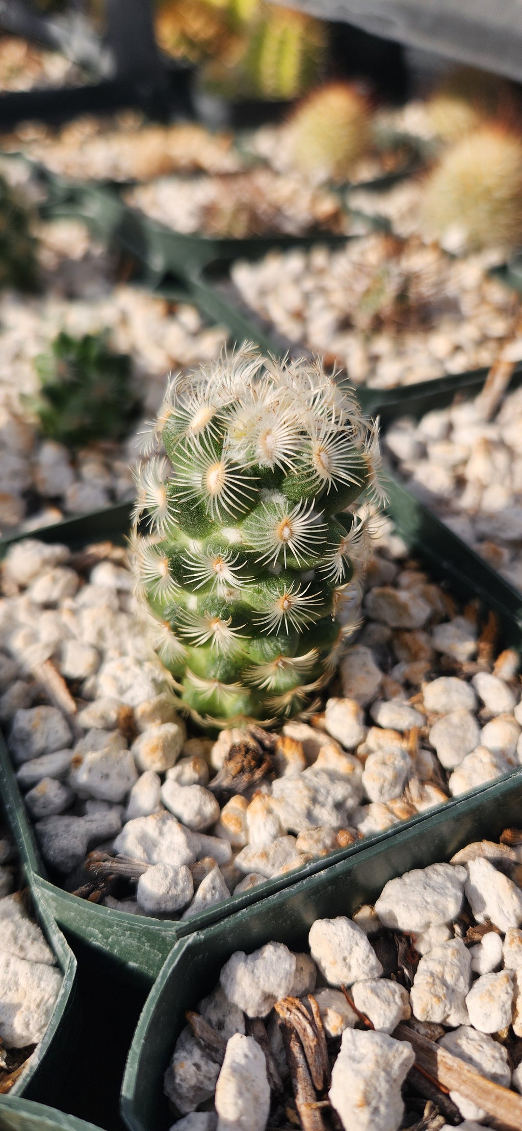 Neolloydia grandiflora