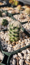 Neolloydia grandiflora
