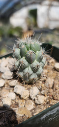 Neolloydia matehualensis