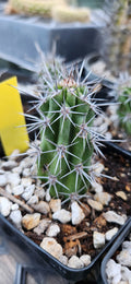 Stenocereus gummosus