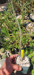 Peniocereus viperinus