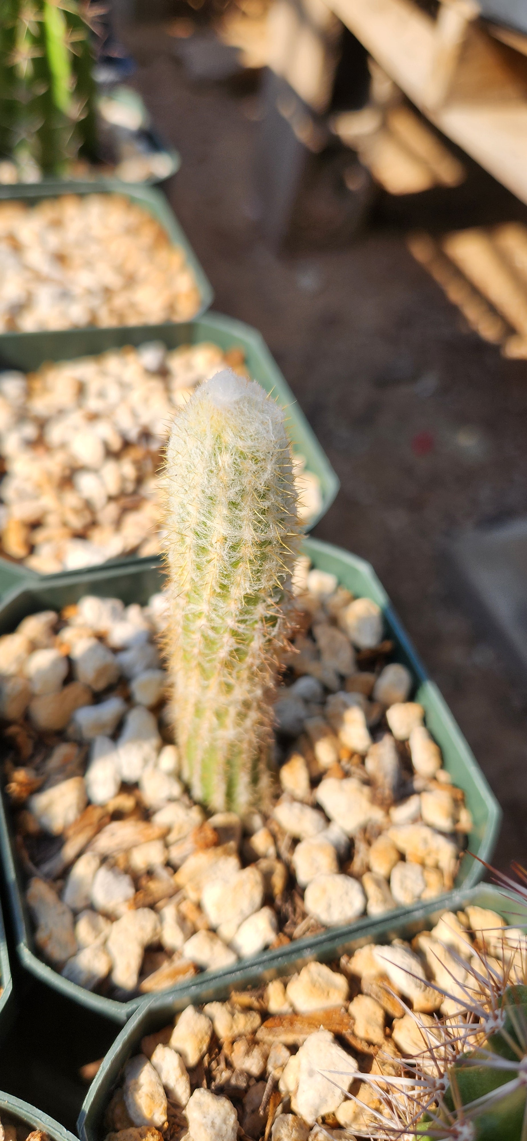Micranthocereus flaviflorus