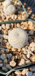 Mammillaria herrerae