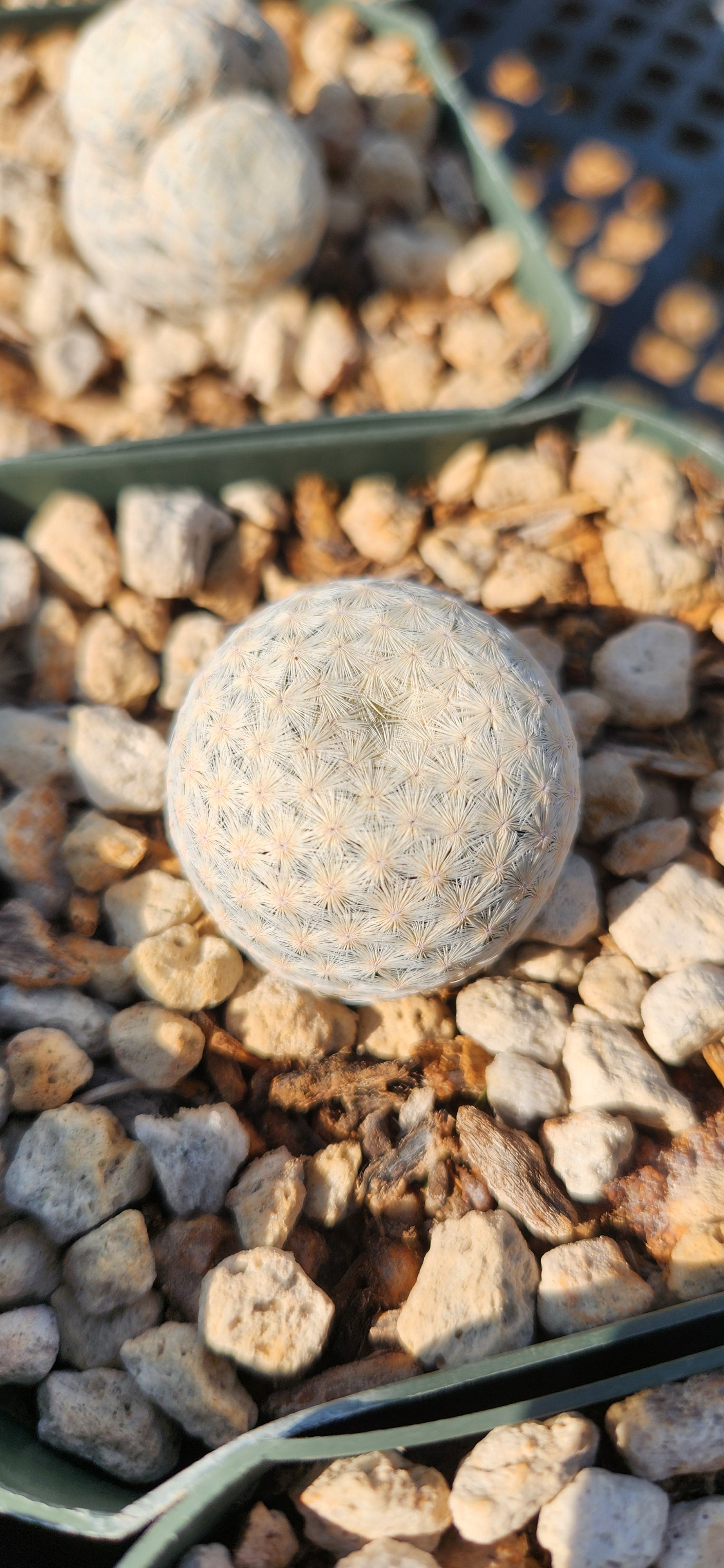 Mammillaria herrerae