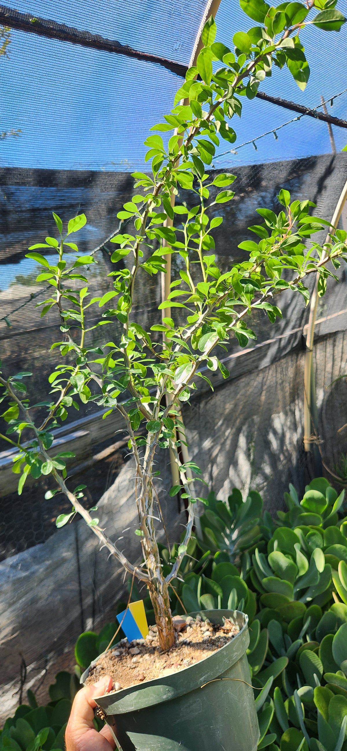 Fouquieria formosa