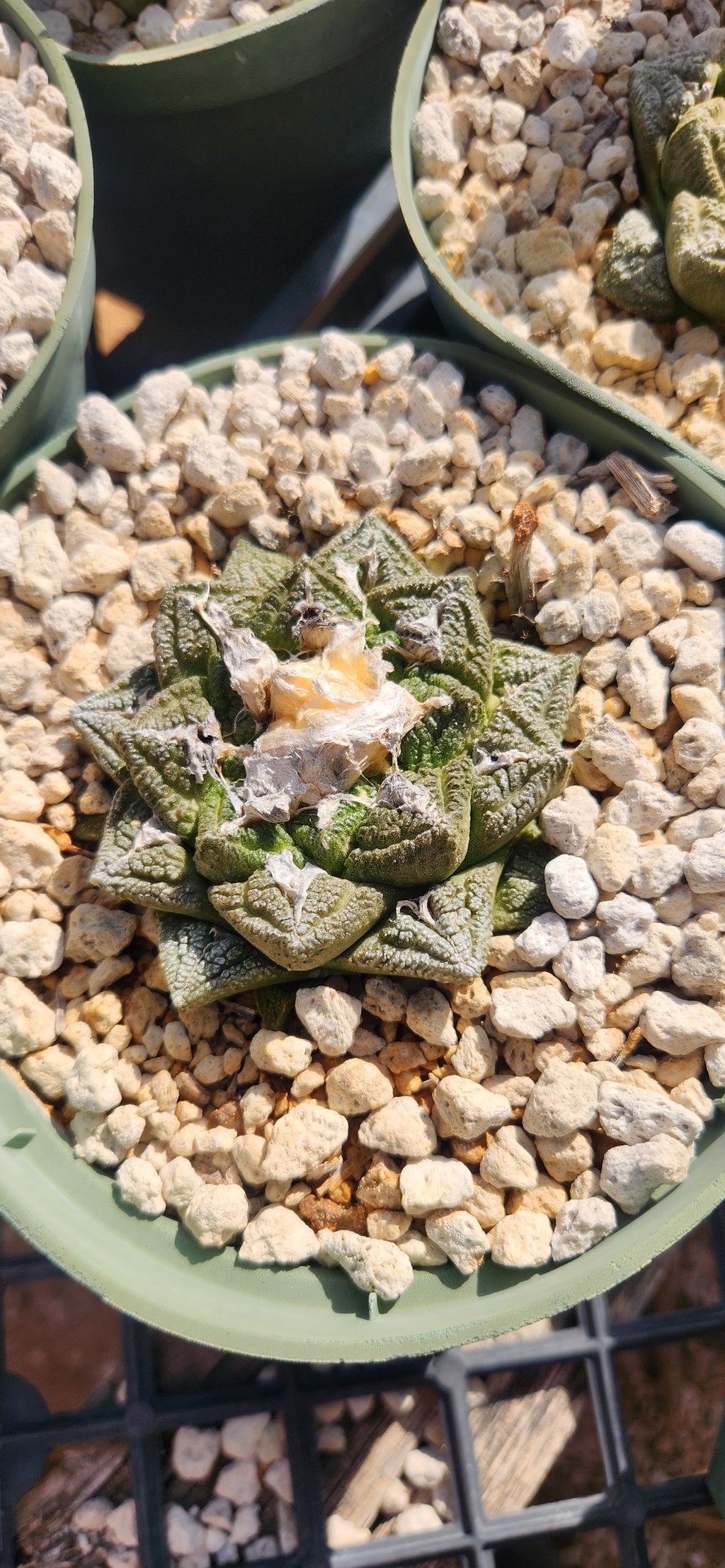 Ariocarpus fissuratus