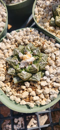 Ariocarpus fissuratus