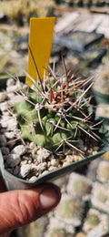 Thelocactus rinconensis