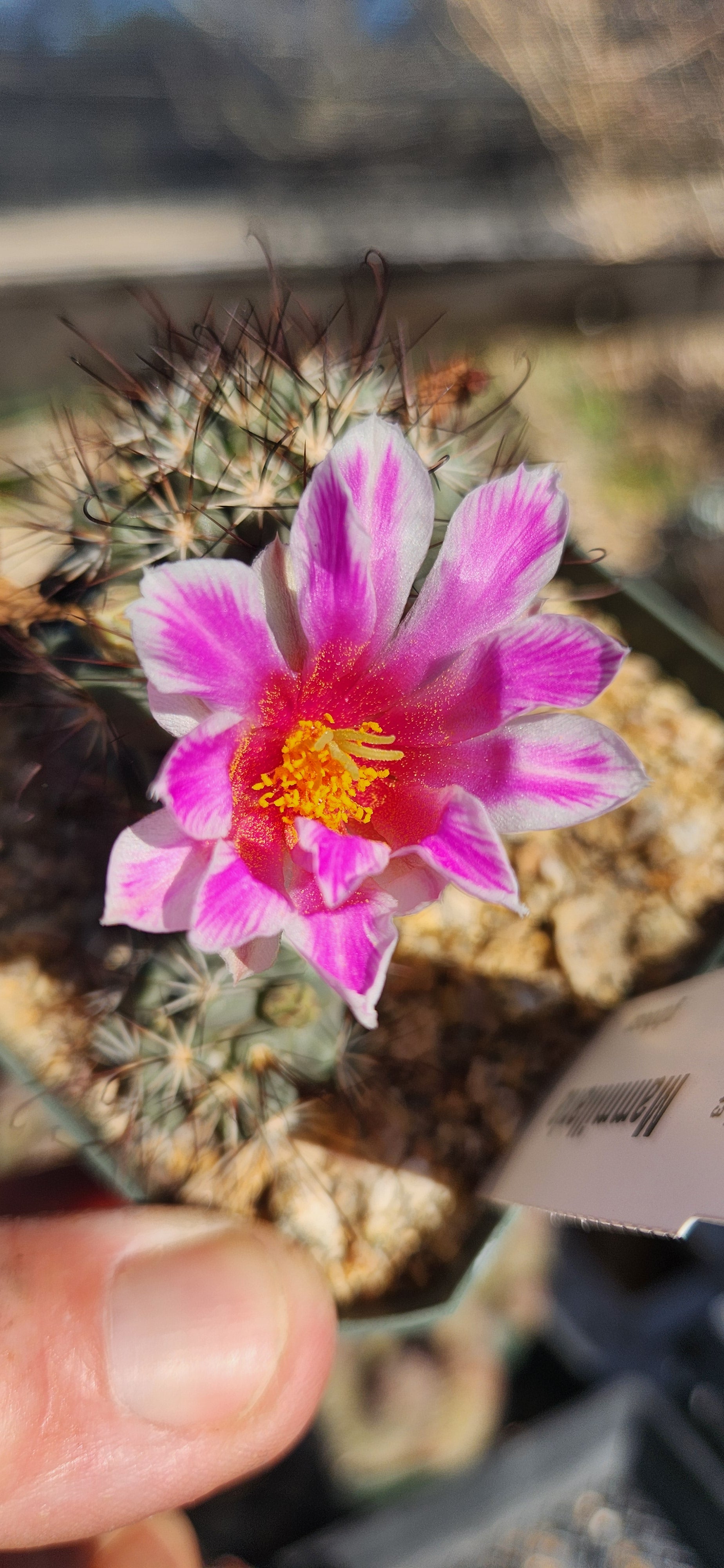 Mammillaria schumannii globosa