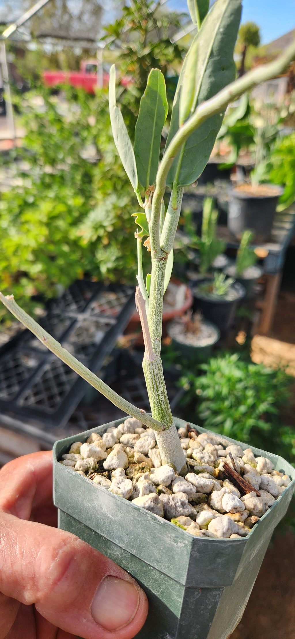 Adenia pechuelii