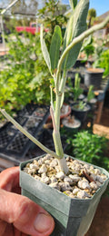 Adenia pechuelii