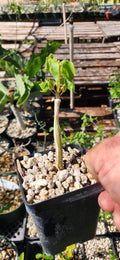 Commiphora unilobata
