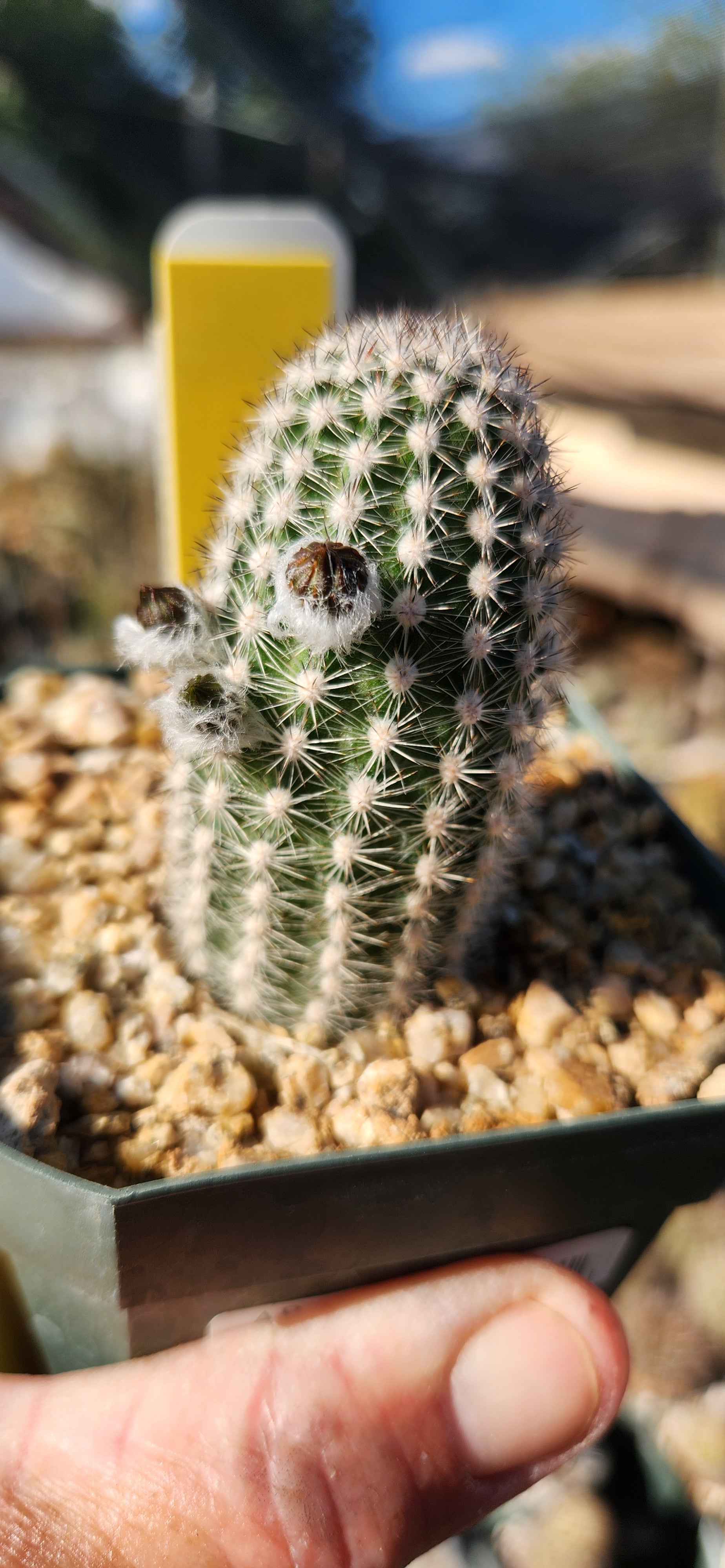 Pygmaeocereus bylessianus