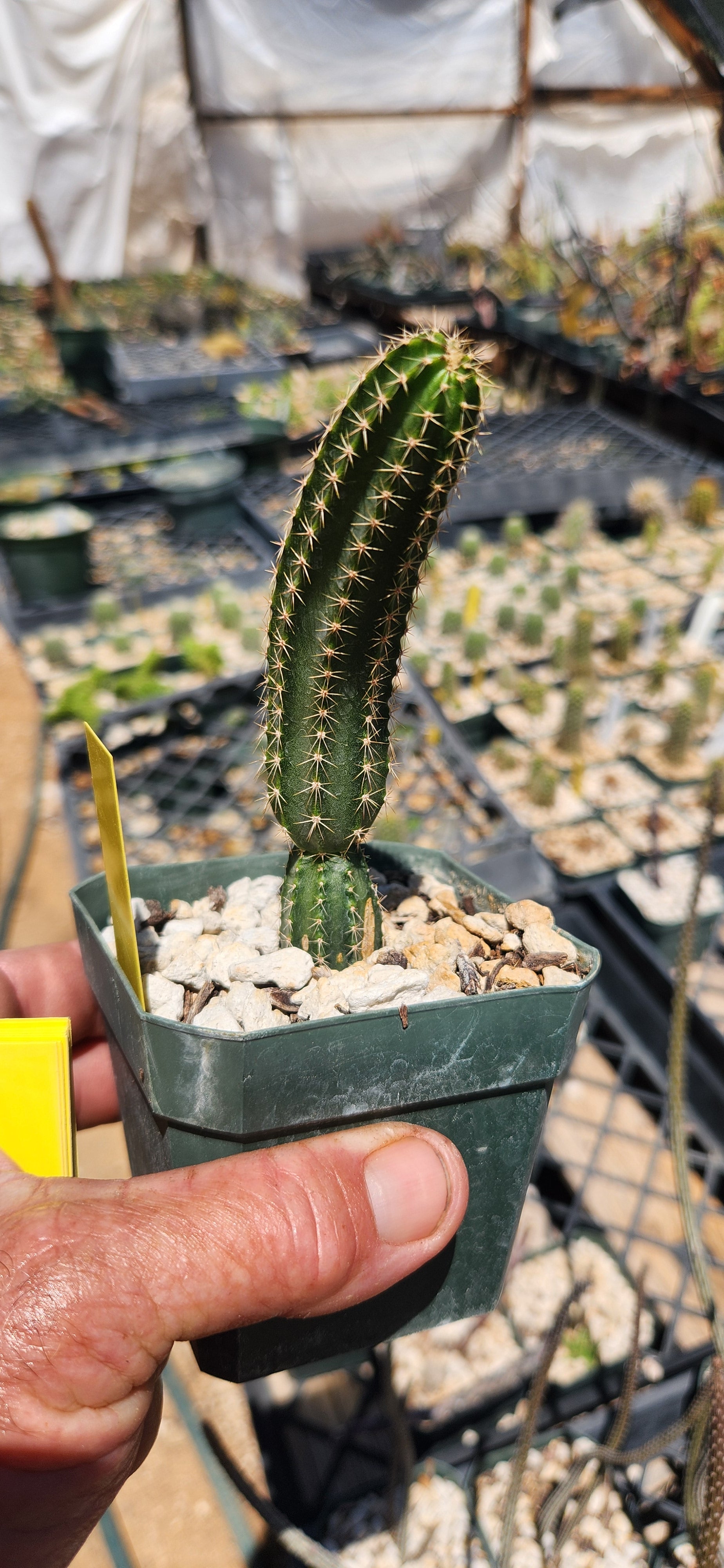 Peniocereus hirschtianus