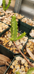 Caralluma umbellata