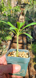Dorstenia gigas