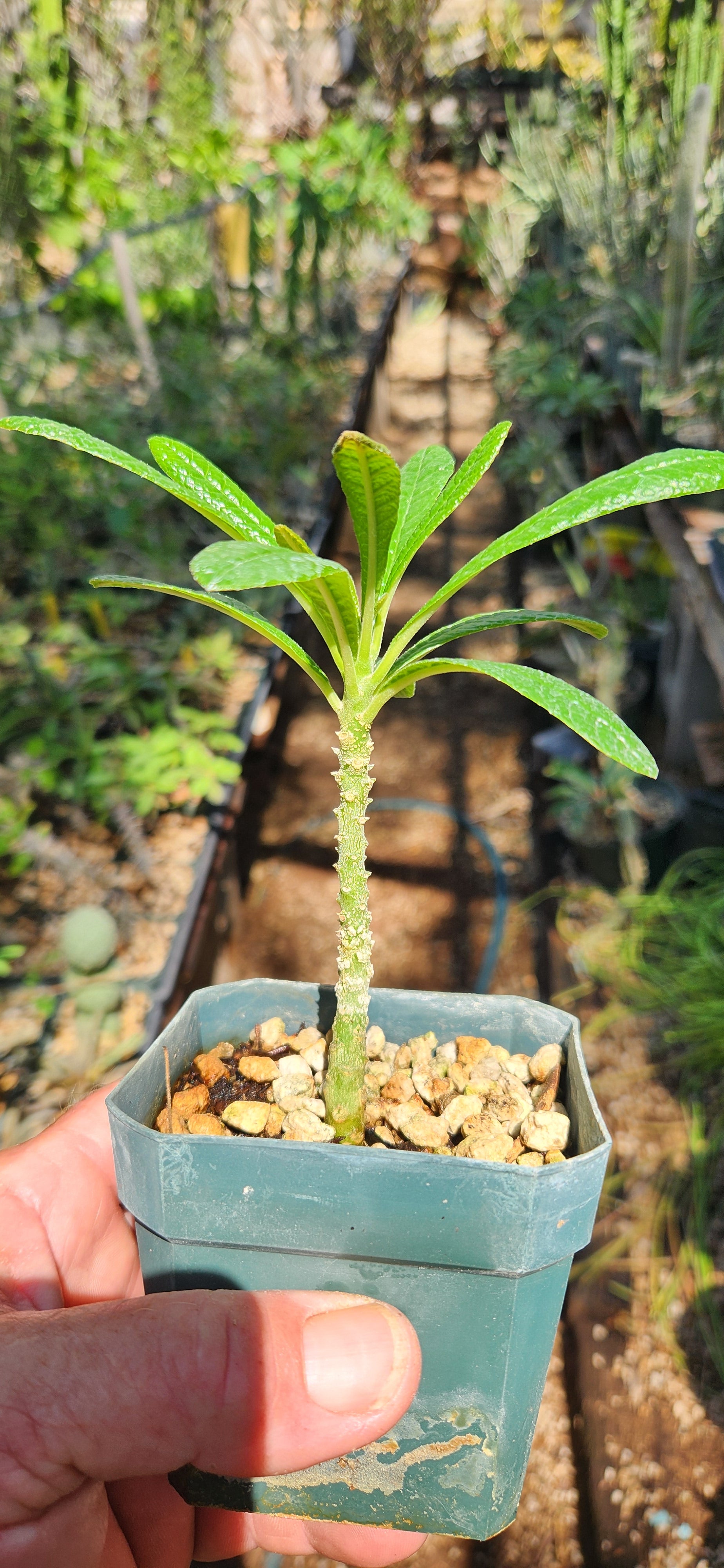 Dorstenia gigas